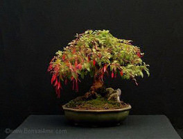 Fuchsia bonsai